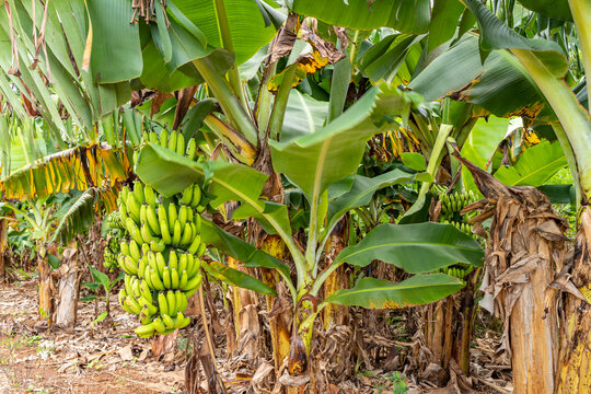 海涠洲岛香蕉树种植园
