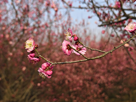 一枝梅花