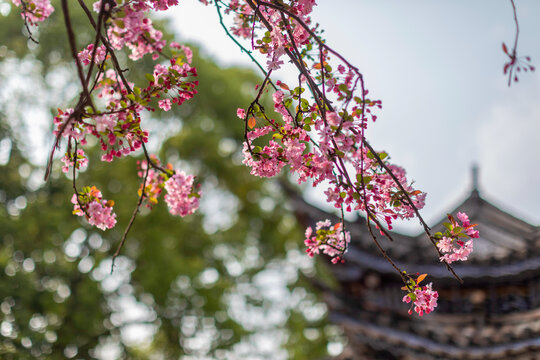 逆光垂丝海棠花