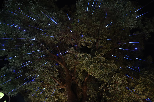 树上灯光