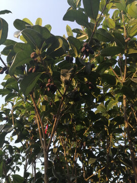 桂花树的果实
