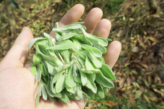 采摘野菜清明菜