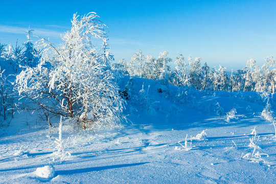 大雪森林雾凇