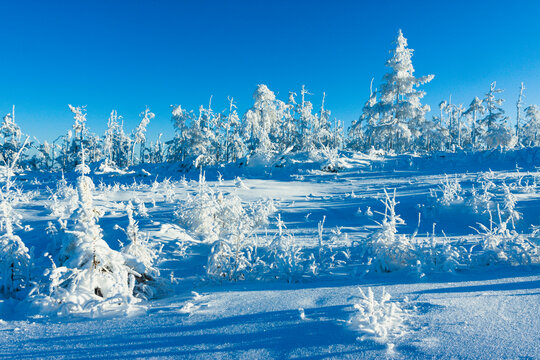 林海雪原森林雾凇