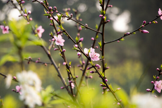 桃花