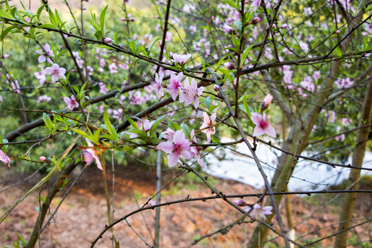 桃花