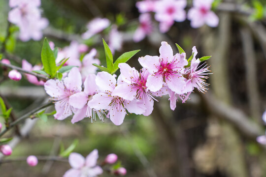 桃花