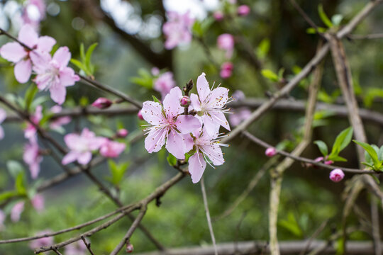 桃花