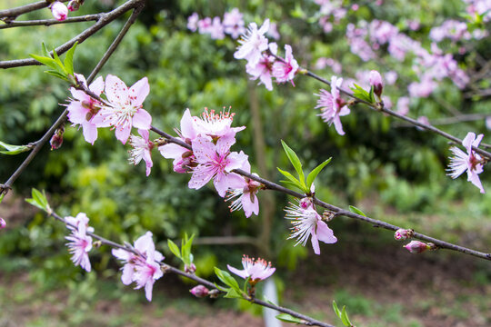 桃花