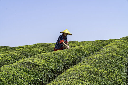 采茶茶园茶山茶海