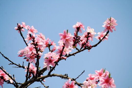 桃花枝