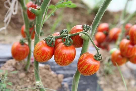 西红柿斑马番茄