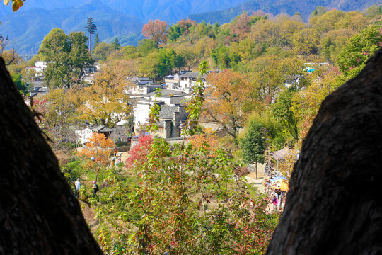 塔川秋色