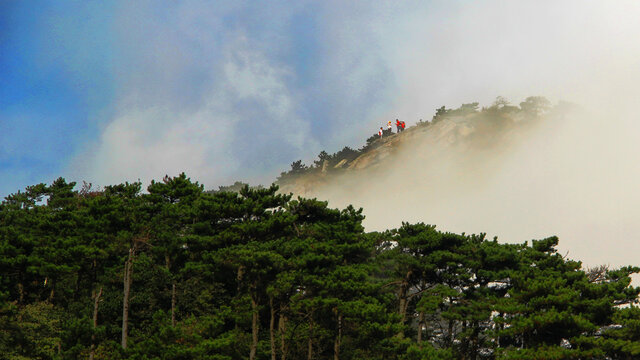 高山松林