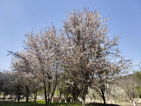 樱花与樱花树