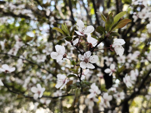樱花特写