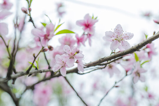 花卉春暖花开