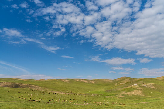 新疆塔城的山坡草原