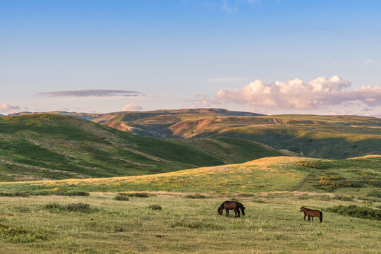 新疆夕阳下的草原山坡