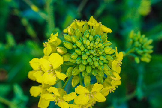 油菜花