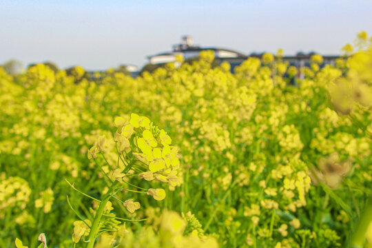 油菜花