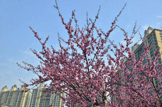 春暖花开