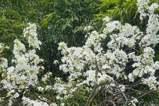 梨树果园开满白色梨花