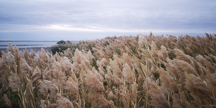 居延海芦苇荡