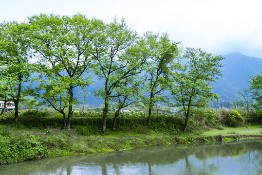 春天的田园风光