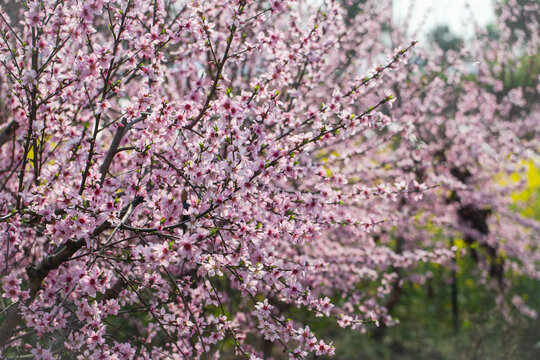 桃花林