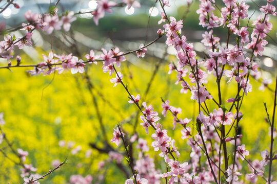 桃花林