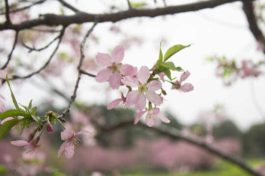 樱花