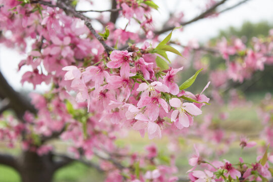 樱花