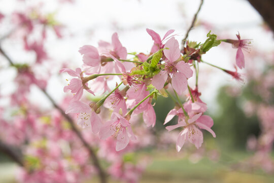 樱花树