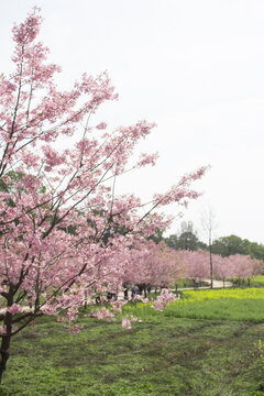 樱花