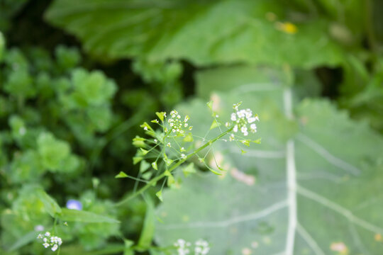 荠菜