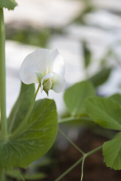 豌豆花