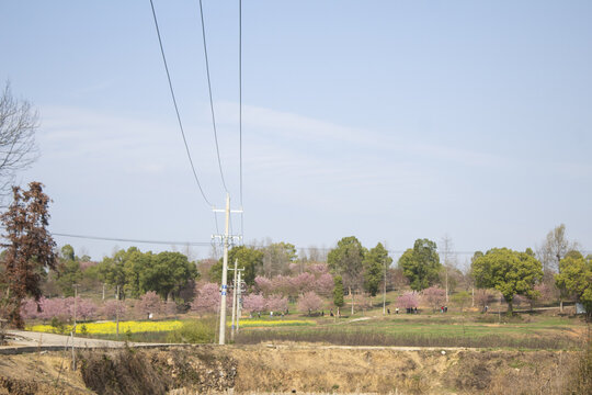 樱花园