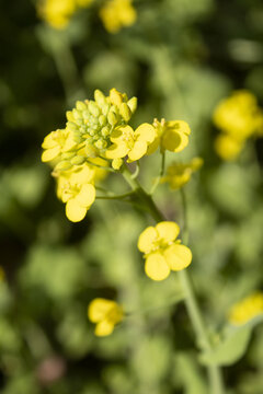 油菜花