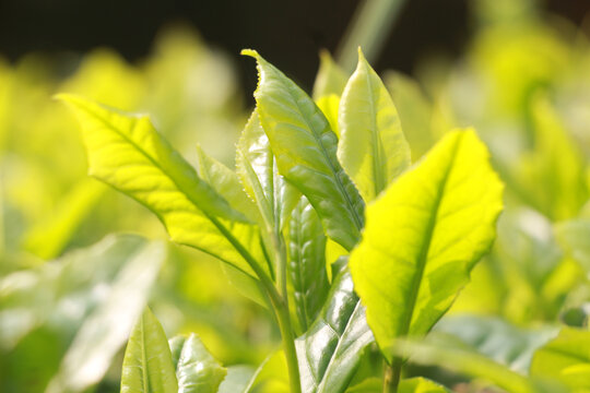 春季茶叶新芽