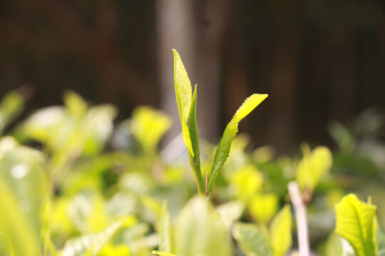 春季茶叶新芽