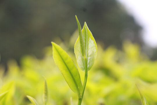 春季茶叶新芽