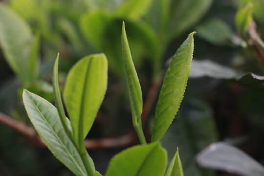 春季茶叶新芽