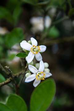 橘红花