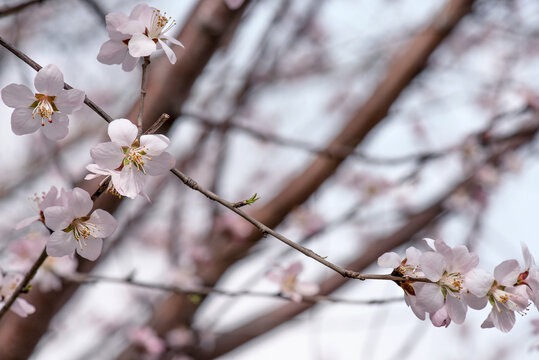 山桃花