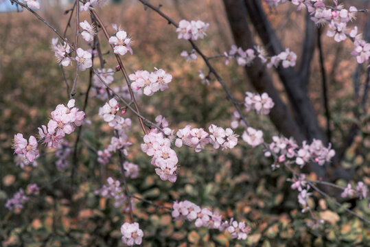 山桃花