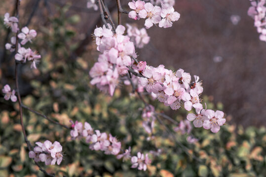 山桃花