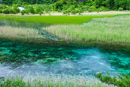 九寨沟芦苇海