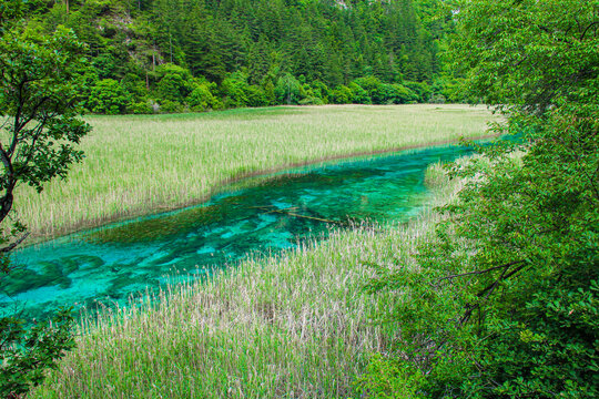 芦苇海