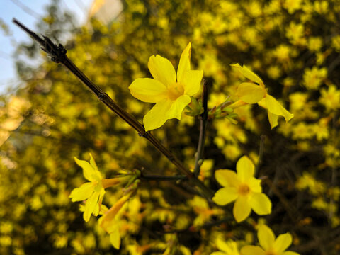 小黄花